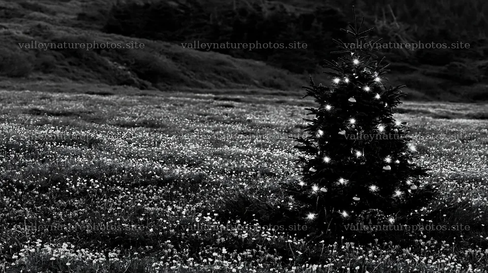 Christmas decorations near tree in mountain valley meadow – nature photography 10608x5938