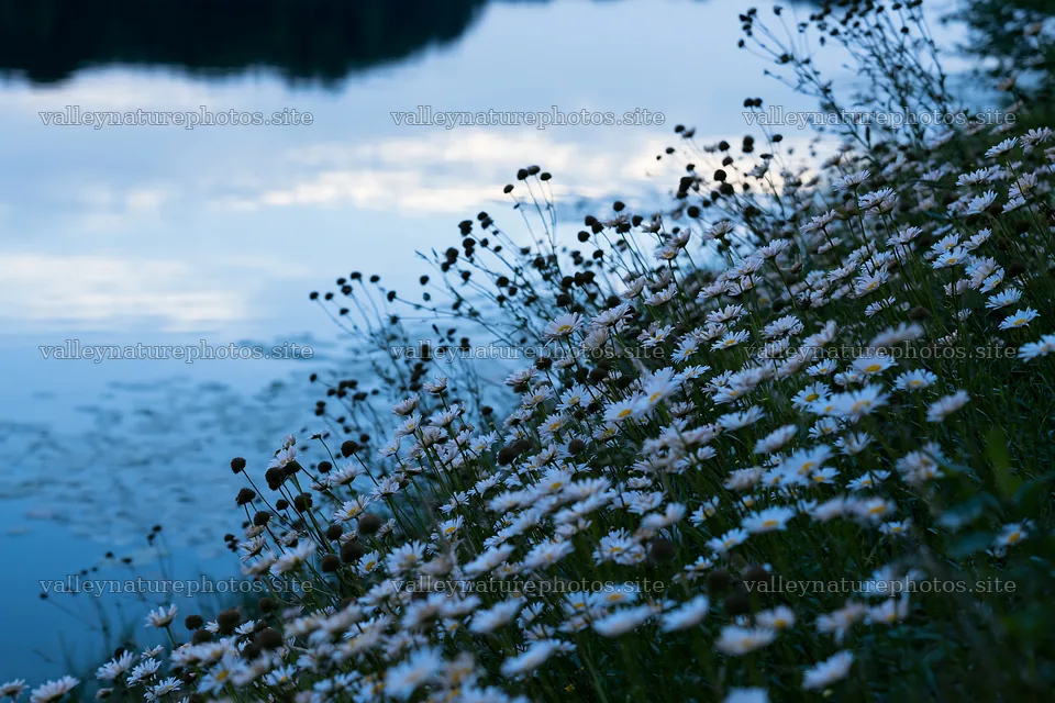 Lakeside meadow with flowers near German lake at dusk – nature photography 9722x6480