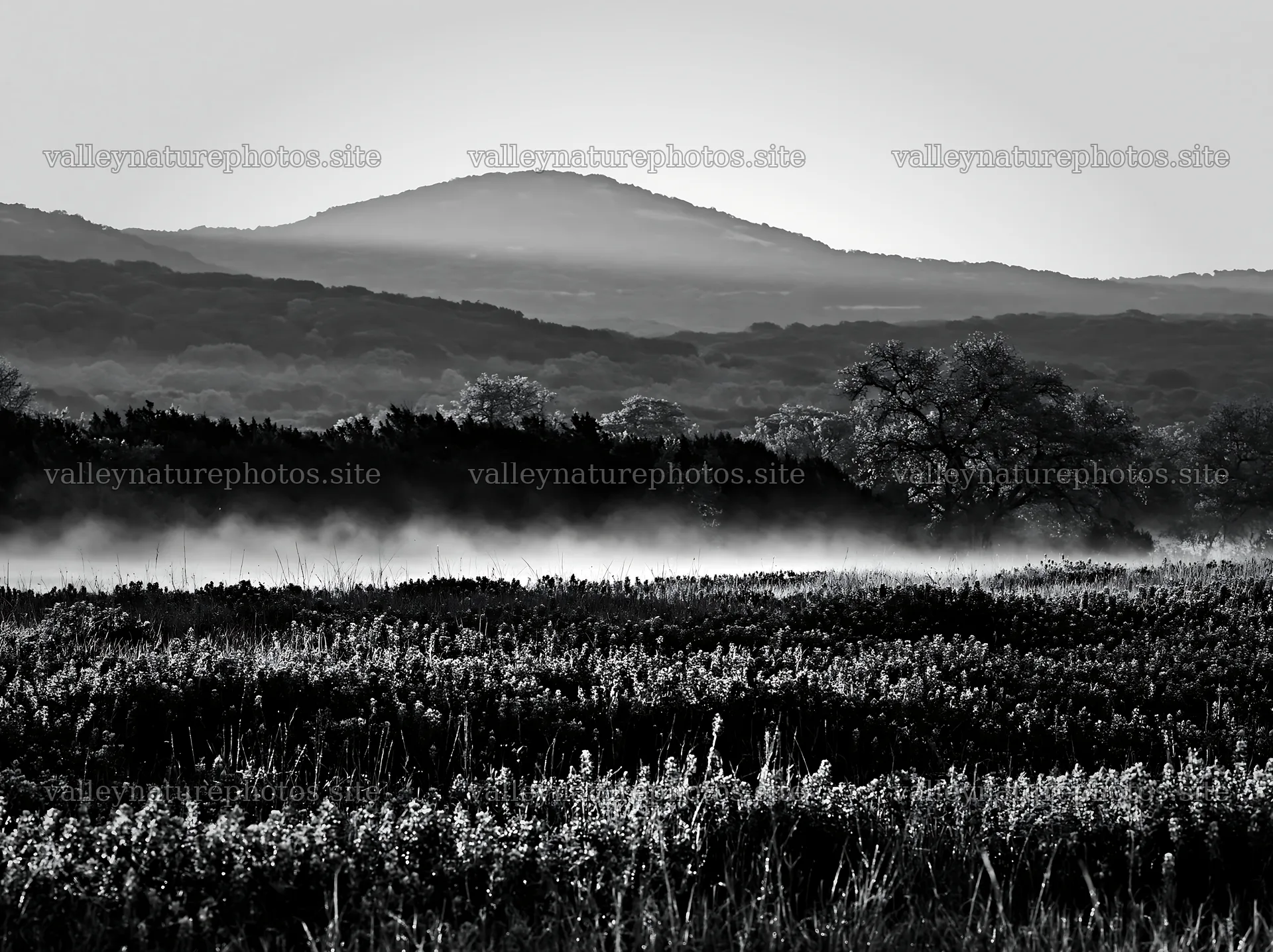 Bluebonnet meadow sunrise with rolling hills in the background – nature photography 9174x6866