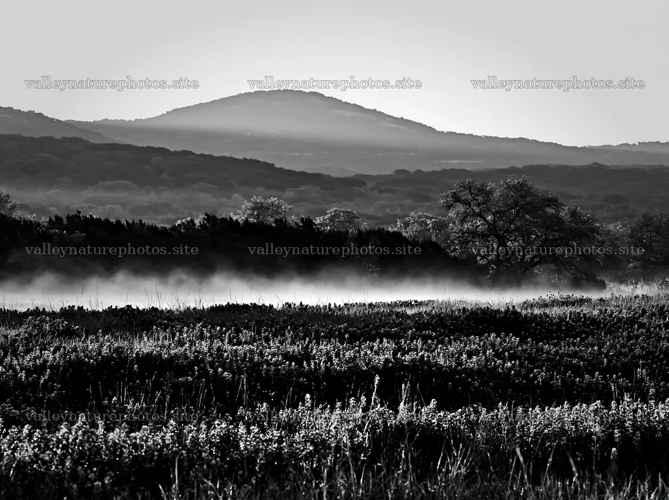 Bluebonnet meadow sunrise with rolling hills in the background – nature photography 9174x6866