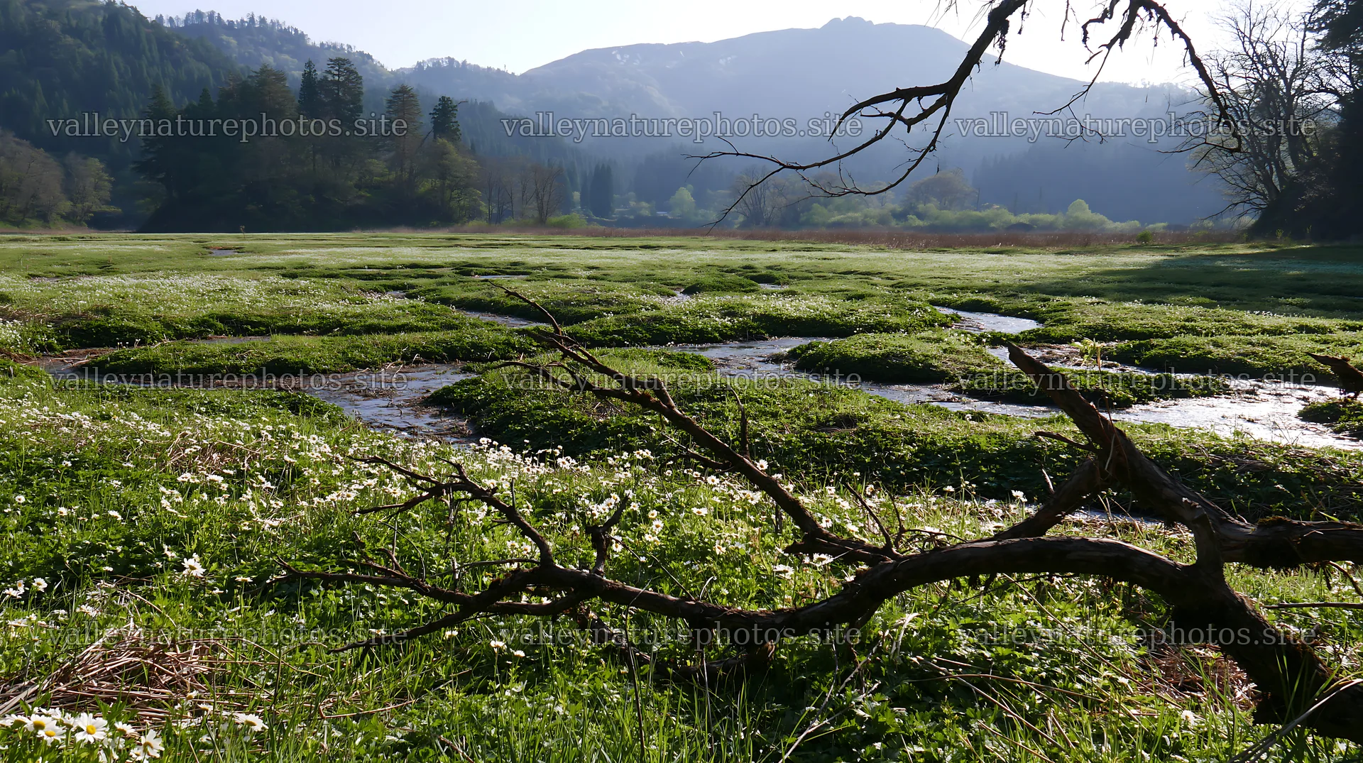 Yamagata rewilded meadow fallen branch foreground – nature photography 10608x5938