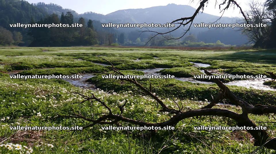 Yamagata rewilded meadow fallen branch foreground – nature photography 10608x5938