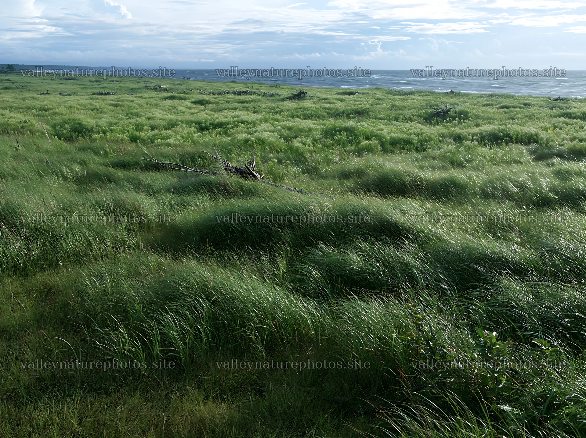 Ishikawa coastal meadow storm washed driftwood in grassy area – nature photography 9174x6866
