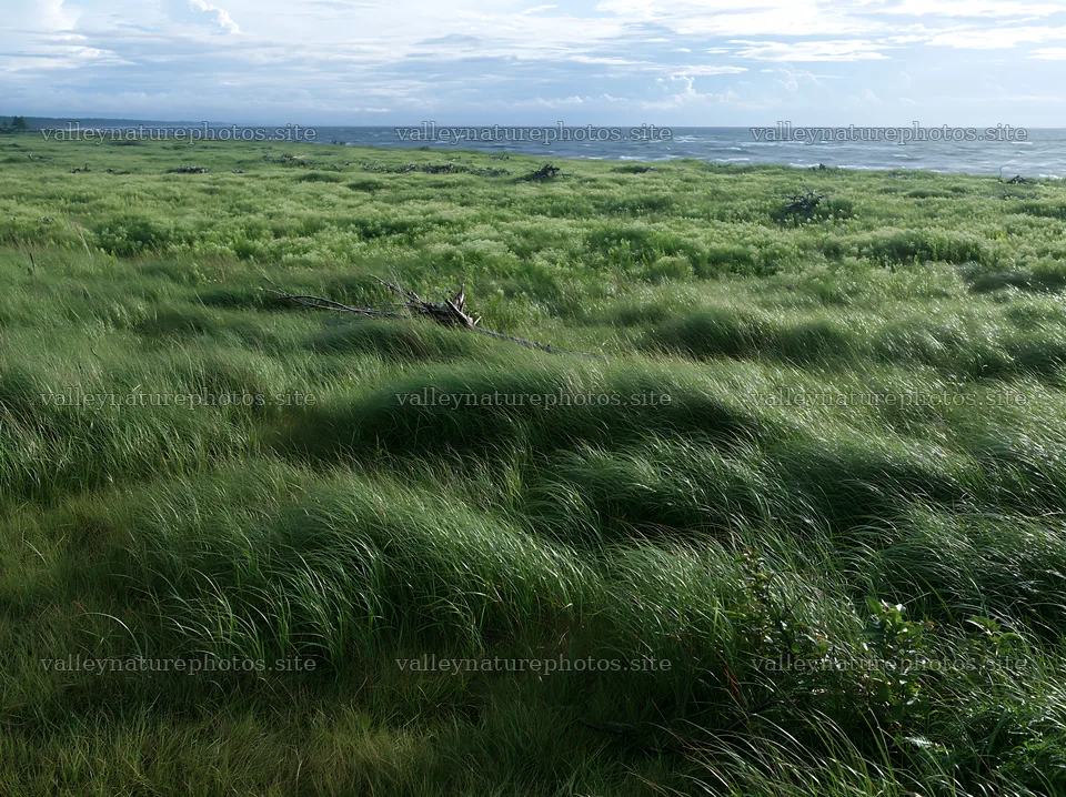 Ishikawa coastal meadow storm washed driftwood in grassy area – nature photography 9174x6866