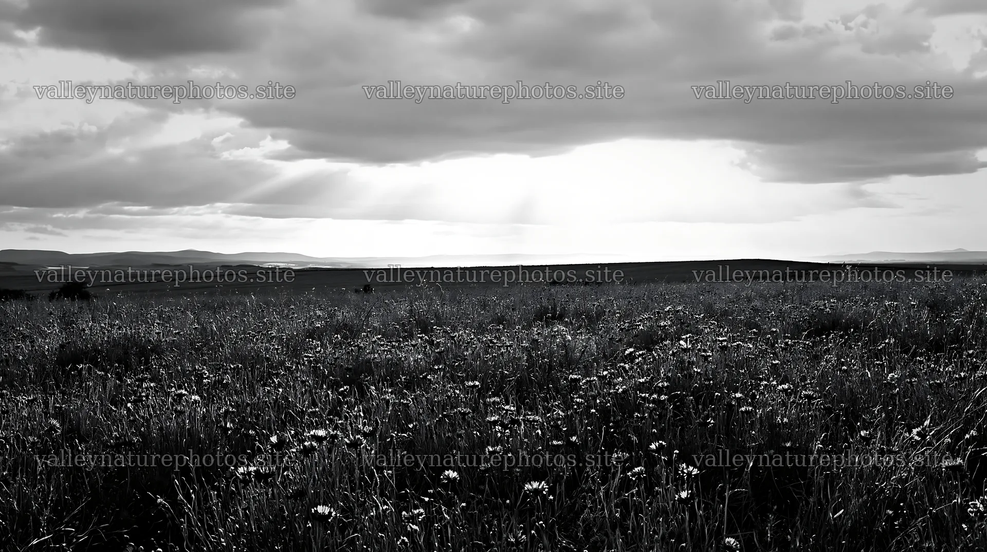 Cornflower meadow website header image under cloudy skies – nature photography 10608x5938