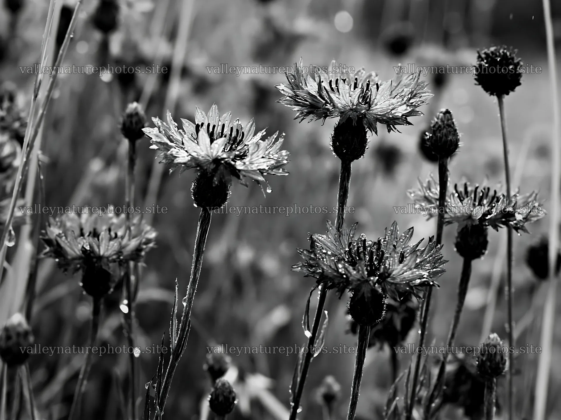 Rainy valley meadow filled with blue flowers – nature photography 9174x6866