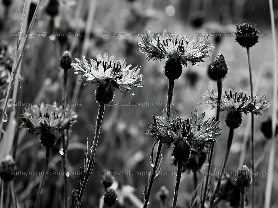 Rainy valley meadow filled with blue flowers – nature photography 9174x6866