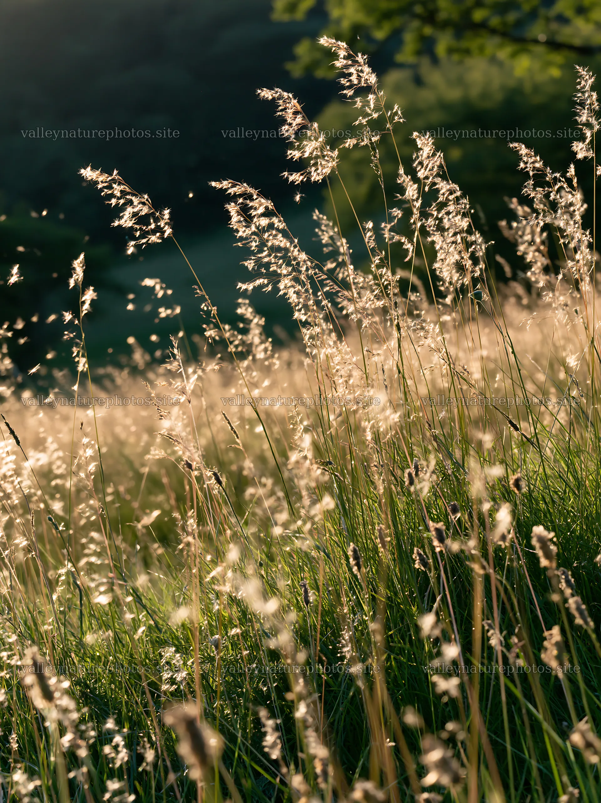 Meadow seedheads lit by dusk light in a natural setting – nature photography 6866x9174