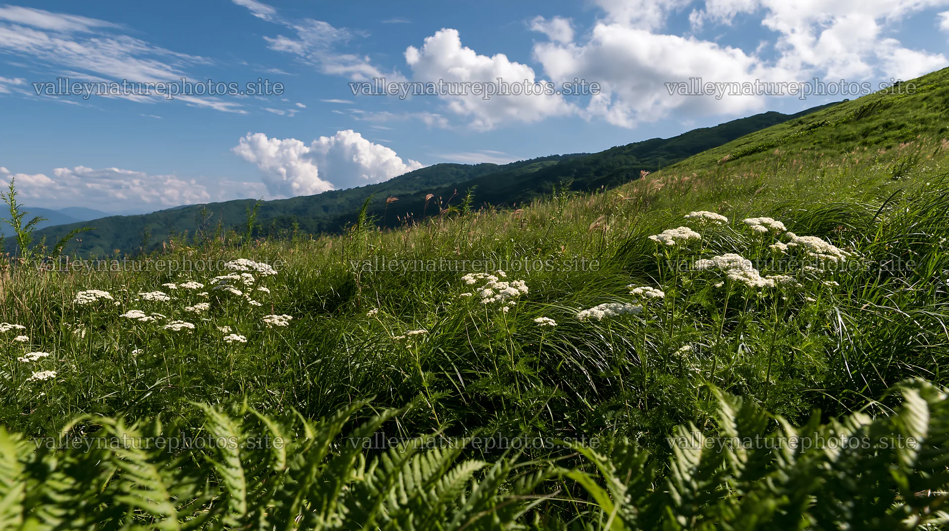 Mountain meadow in Tokushima with ferns and clouds above – nature photography 10608x5938