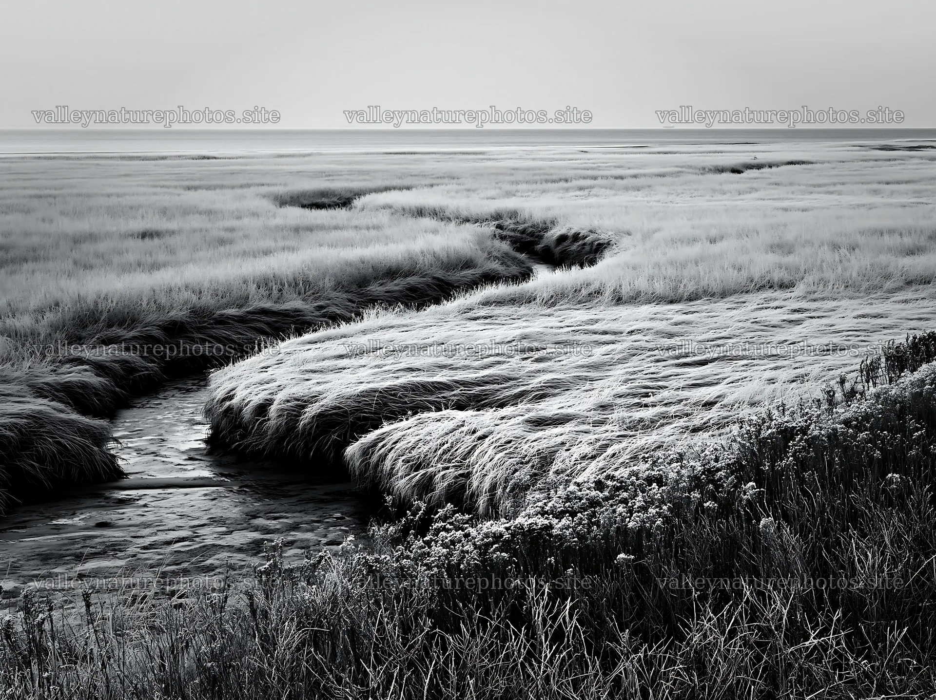 Frosty coastal meadow with winding stream in black and white – nature photography 9174x6866