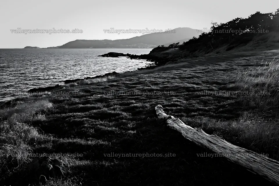 Nagasaki coastal meadow driftwood foreground mood – nature photography 9722x6480