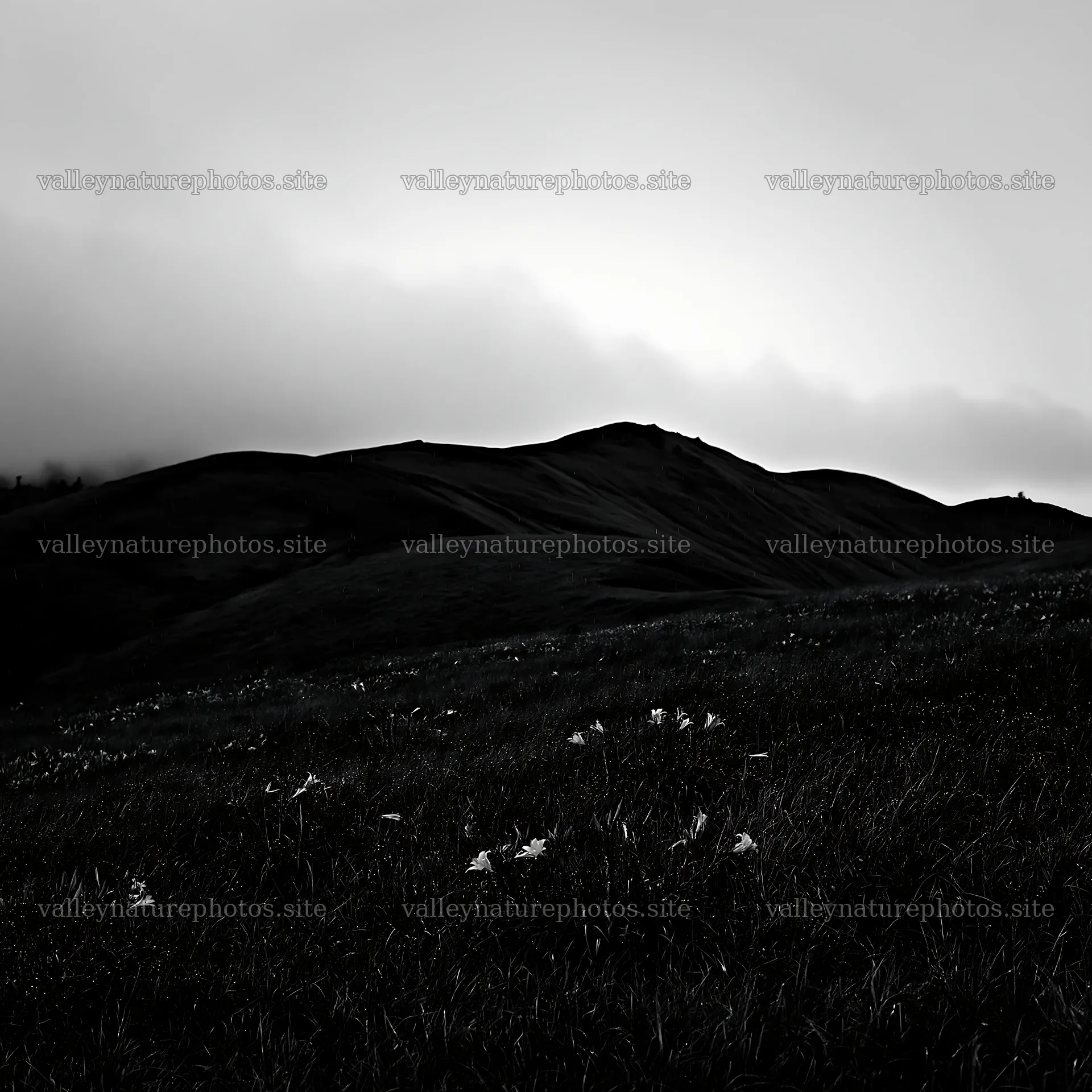 Rainwashed meadow with flowers against cloudy hills – nature photography 7938x7938