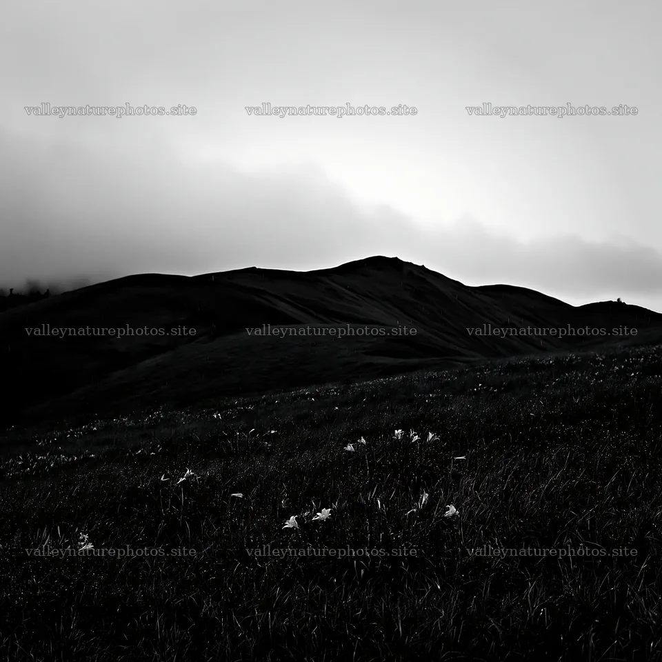Rainwashed meadow with flowers against cloudy hills – nature photography 7938x7938