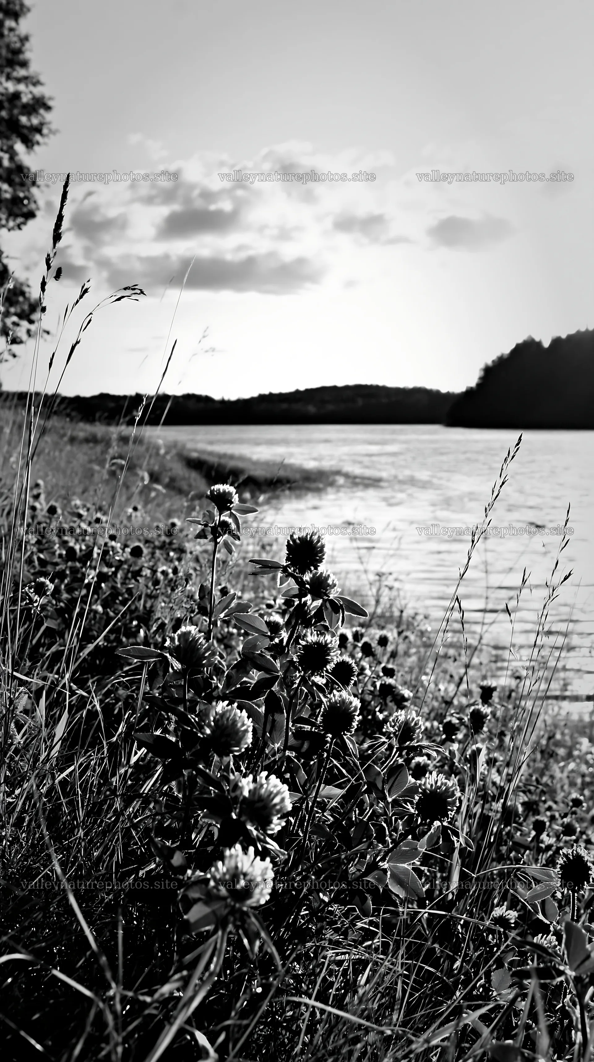 Sunlit lakeside meadow with flowers and water in the background – nature photography 5938x10608