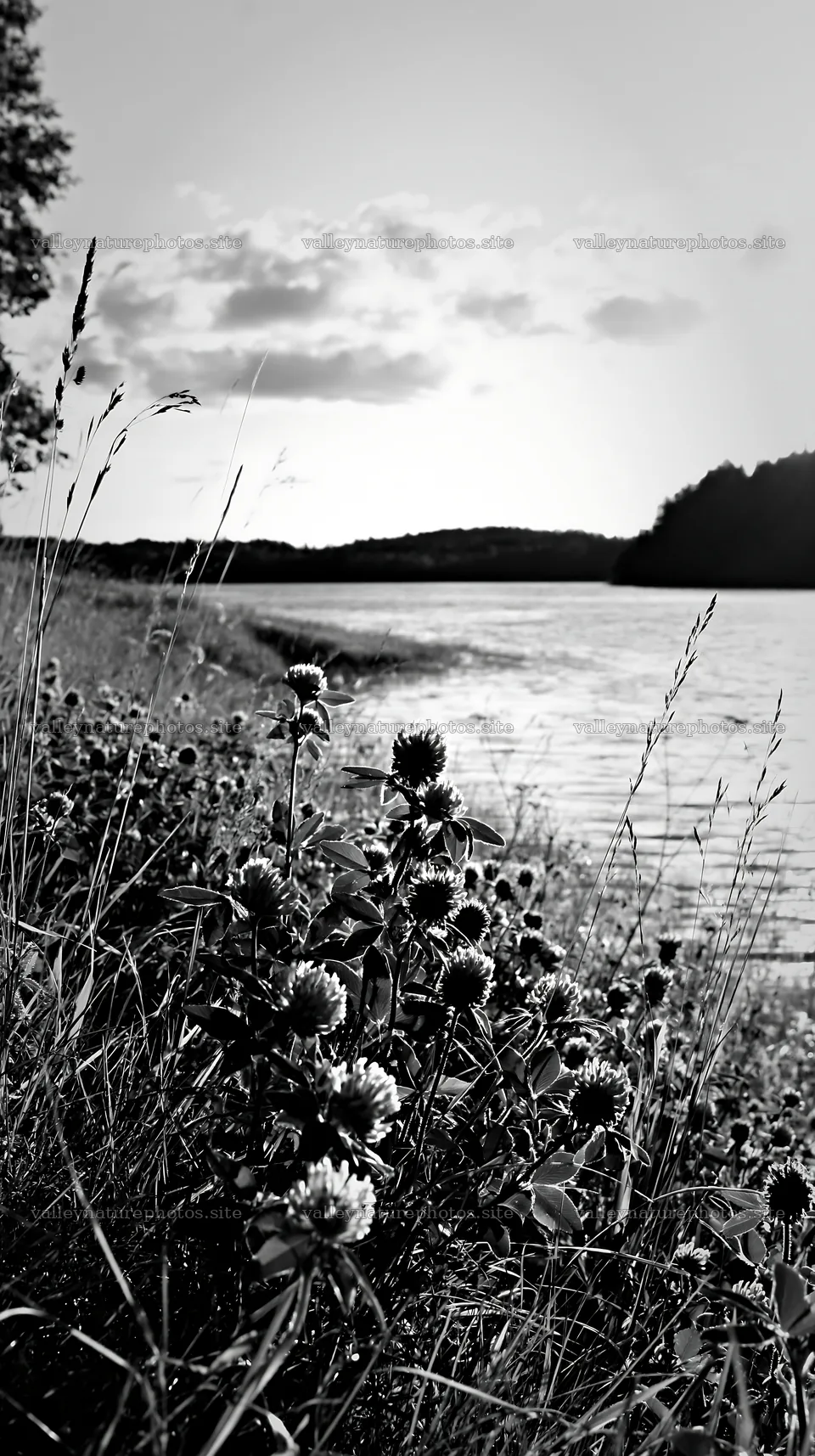 Sunlit lakeside meadow with flowers and water in the background – nature photography 5938x10608